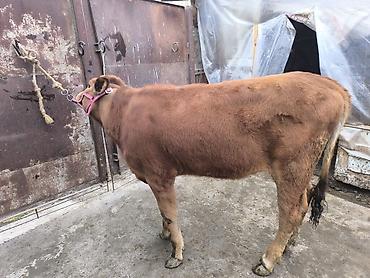 Коровы, быки: Продаю | Тёлка | Для разведения | Привязанные — 2