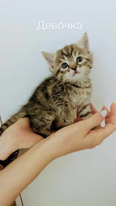 кошка британская шиншилла: Кошка даром: Беспородная, 1 месяц, Мальчик, Приучена к лотку