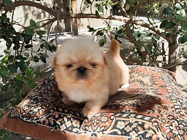 İtlər: Pekines — 3