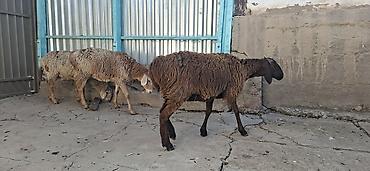 где купить гуся: Продаю | Овца (самка) | Для разведения — 8
