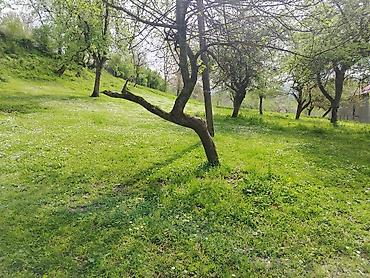 груша: Для сельского хозяйства — 2