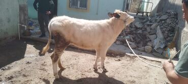 Inəklər, öküzlər: Düye 9 aylığ sağlam