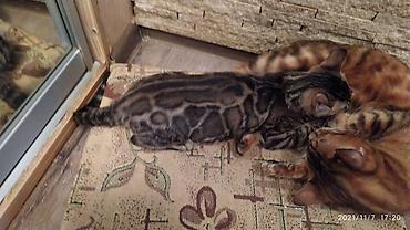породистые кошки: Шикарные бенгальские котята 3-4мес. Лучший подарок для любящего — 10