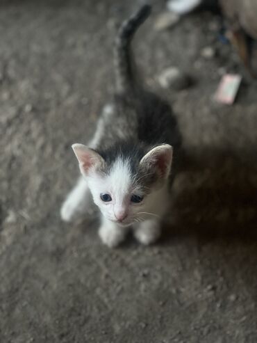 продажа домашних животных: 1 месяц, Мальчик, Белый, Приучена к лотку, Проглистована