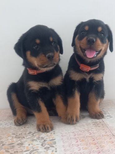 İtlər: Rotveyler, 2 ay, Dişi, Peyvəndli, Ünvandan götürmə