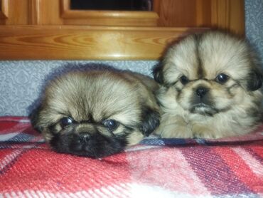 İtlər: Pekines, Erkek, Peyvəndli, Ünvandan götürmə — 6