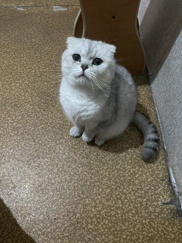 объявления о пропаже животных: Шотландская вислоухая кошка (Scottish Fold) - Окрас: серебристый