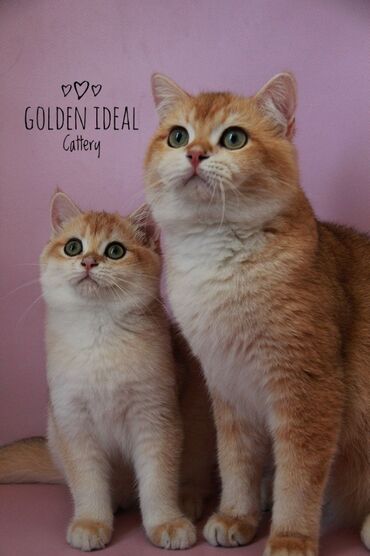 куплю британского кота: Профессиональный питомник "Golden ideal " предлагает на продажу