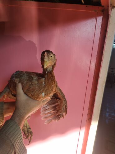 Pitiminutkalar: Heyratı toyuqları satılır gəncədədir tam sağlam heyvanlardi — 8