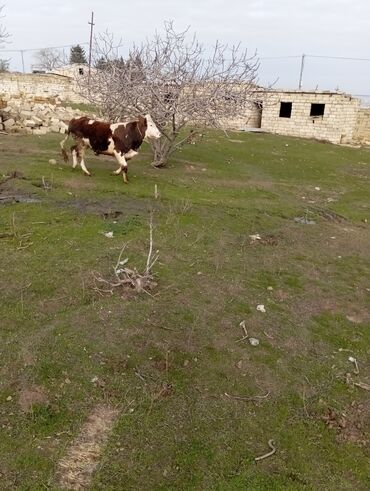 Dana, buzov: 11 aylıq əkəy dana 150 kilo əti var damazlıq yarayır ətdiyə də — 7