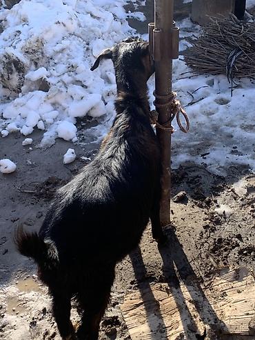 Козы, козлы: Продаю | Козёл (самец) | Для разведения at lalafo.kg — 9 Козы, козлы: Продаю | Козёл (самец) | Для разведения — 9