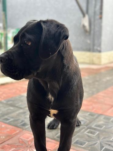 İtlər: 2 Ədəd Erkək və Dişi. Cane Corso Təmiz Qan – həm həyət, həm də ailə — 2