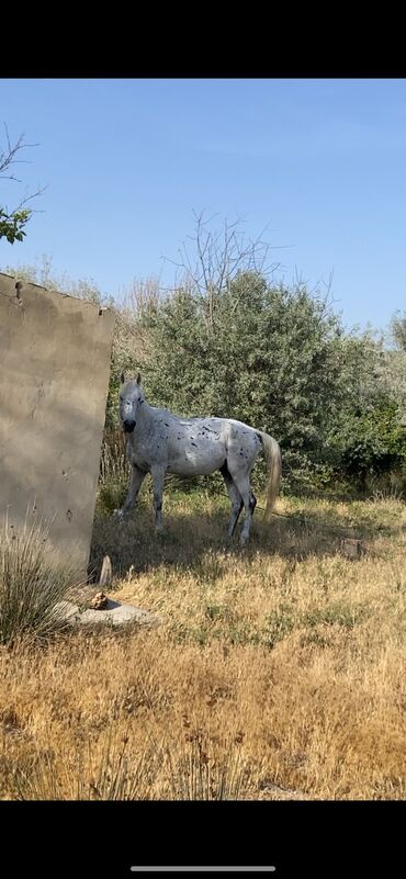 at balasi satilir: At sağlam attı bu giymete satılası at değil sadece tecili pul lazımdı