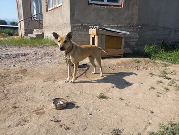белая швейцарская овчарка: Собака даром: Бельгийская овчарка, 1 год, Самец, С прививкой
