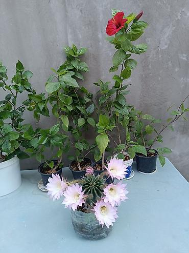 sitili: Satışda: dekorativ otaq və bağ bitkiləri - Echinopsis tipli tikanlı — 1
