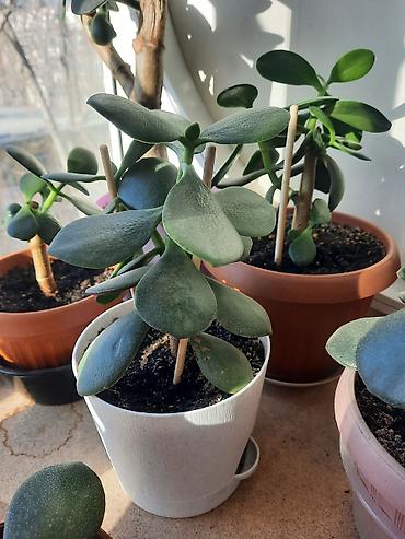 Денежное дерево: Денежное дерево приносит благополучие в дом, где растет, хорошо — 4