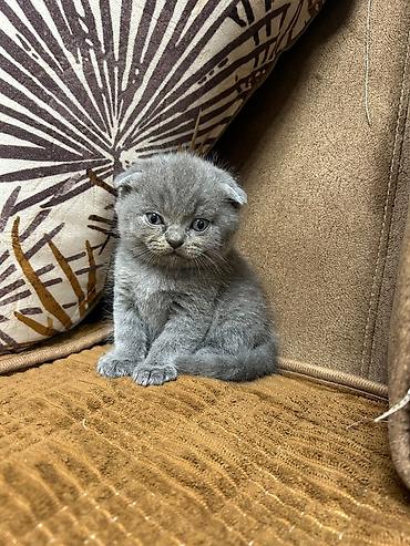 Кошки: Шотландская — 6
