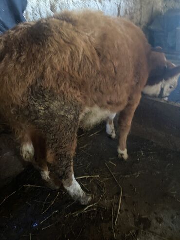 Коровы, быки: Продаю | Музоо, торпок | Полукровка | На откорм | Привязанные — 1