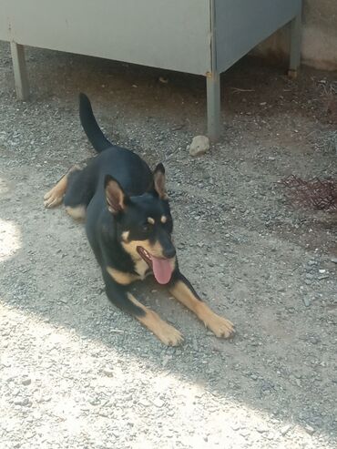 İtlər: Doberman, 4 ay, Dişi, Ünvandan götürmə, Ödənişli çatdırılma
