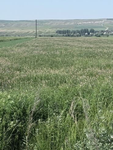Корма для с/х животных: Продаю беде, первый укос. 2000 тюков at lalafo.kg Корма для с/х животных: Продаю беде, первый укос. 2000 тюков