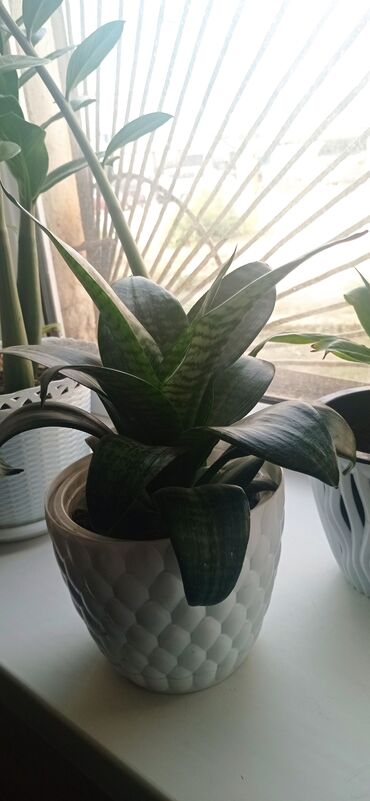 Драцены и Сансевиерии: Сансевиерия (Sansevieria, «щучий хвост») в декоративном горшке. - — 3
