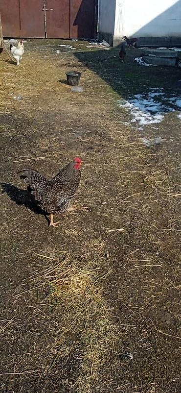 Куры, петухи: Продаю | Петух | Домашняя | На забой — 4