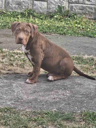 Psi: Vrhunski štenci American Bully XL dostupni za prodaju. Krvna linija na lalafo.rs — 8 Psi: Vrhunski štenci American Bully XL dostupni za prodaju. Krvna linija — 8