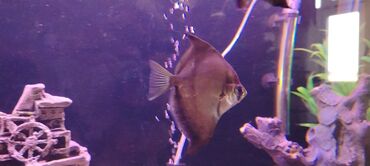 Akvariumlar: Salam zavod akvarium olcusu 1.20_60_45 yanlari aval 2 dene filteri — 10