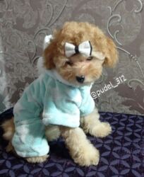 мопс щенок купить: Пудель, 1 айлык, Эркек, Ит тегин тастыктоочу документ