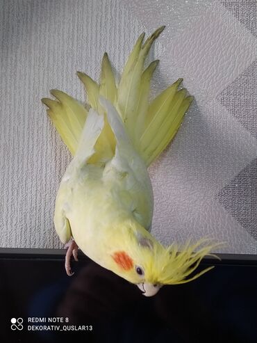 Tutuquşları: SALAM ENDİRİMLƏRƏ DAVAM. 💥🔥.HAZIR DANIŞAN QUŞLAR SATILIR!!!!!! Yaş — 14