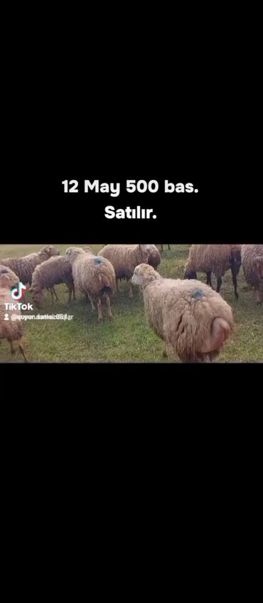 Qoyunlar, qoçlar: 12 May Qaradolaq.sortudu 500 bas Bogaz Sisekler yetik Satilir
