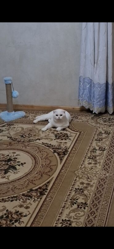 Pişiklər: Şotland, Erkək, Cütləşmə üçün, Ödənişli çatdırılma -da lalafo.az — 1 Pişiklər: Şotland, Erkək, Cütləşmə üçün, Ödənişli çatdırılma — 1