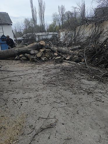 Дрова: Дрова Орех, Самовывоз — 4