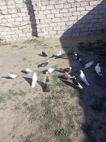 донской сфинкс котята: 17 qus tergizme tam saxlam qusdardi qusdara söz ola bilmez hopdavoy