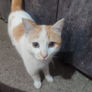 купить дом для кота: Кошка домашняя, короткошёрстная, окрас бело-рыжий (пятнистый)