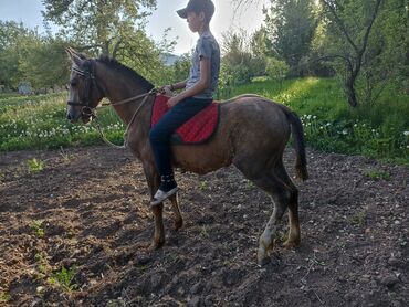 Лошади, кони: Продаю | Жеребенок | Полукровка | Для разведения | Племенные