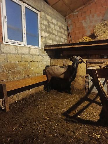 südlük keçi: Boğaz keçi – məhsuldar yerli cins - Cins: yerli məişət keçisi, uzun — 4