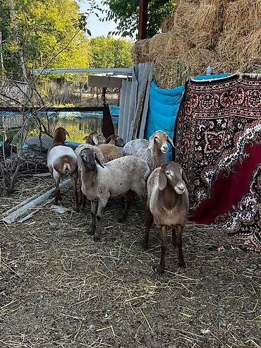 Баран, овца: Продаю | Овца (самка) | Арашан — 2