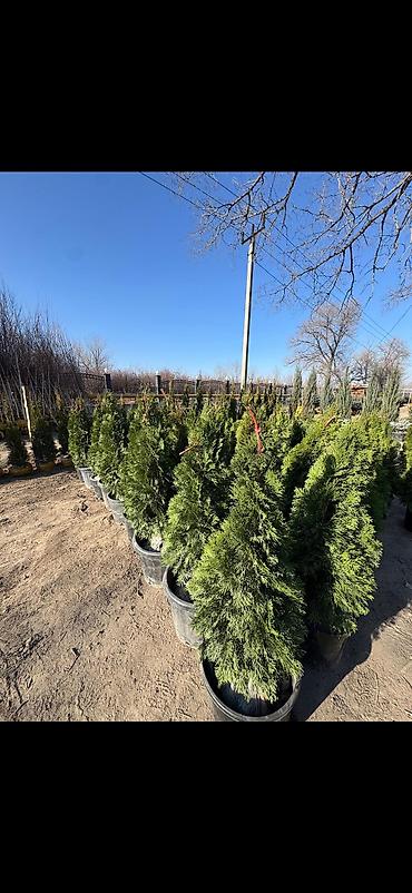 Декоративные деревья: Саженцы деревьев: Берёзы — 11