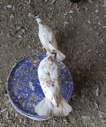 Göyərçinlər