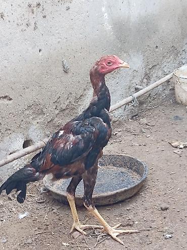 serebrist: Xoruz, il: 4, Ödənişli çatdırılma — 6