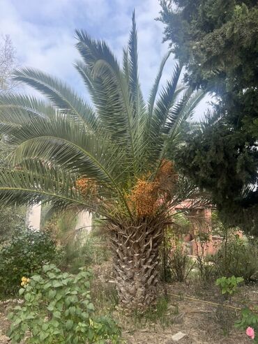 Ağaclar: Xurma palması (Phoenix canariensis) – dekorativ, iri taclı, güclü