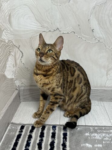 объявления о найденных животных: Бенгальская, 2 года, Девочка, Рыжий