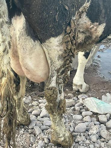 Коровы, быки: Продаю | Корова (самка) | Для молока — 2