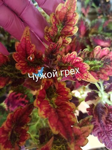 Другие садовые цветы и кустарники: Открыта продажа КОЛЕУСОВ (цена за не укорененный срез 100 сом) В — 7