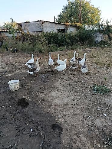 Гусь: Гуси домашние, поголовье смешанное (белые и серые). Крупные, крепкие — 1