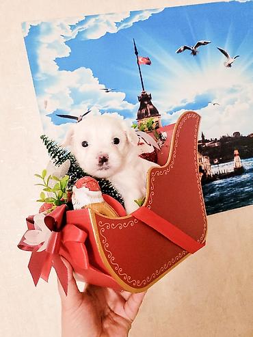 bull terrier satilir: Malta balonkasi mini . qiymetde razilawmaq olar — 10