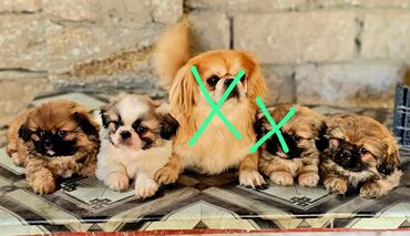 İtlər: Pekines satilir 3 ayliqdi. 2 erkek1 disi. Qiymet 300 azn. endirimde