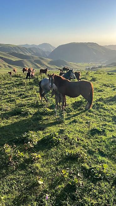 Туристические услуги: Чункурчак Эс алуу жайы. Зона отдыха Чунчурчак. Аренда Юрт и at lalafo.kg — 16 Туристические услуги: Чункурчак Эс алуу жайы. Зона отдыха Чунчурчак. Аренда Юрт и — 16
