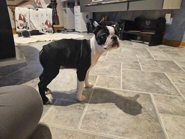 Psi: Na prodaju štenci rase BOSTON TERIJER, prekrasnih, zdravih roditelja na lalafo.rs — 25 Psi: Na prodaju štenci rase BOSTON TERIJER, prekrasnih, zdravih roditelja — 25